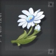 ヤグルマギク画像