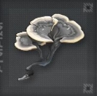 カワラタケ画像