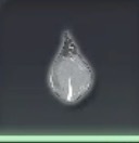 不純結晶燃素画像