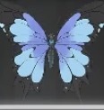 蒼羽蝶画像