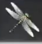 金輪トンボ画像