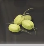 リョウジツ画像