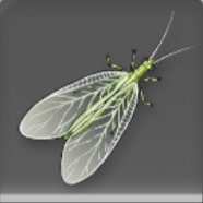 羽翅トンボ画像