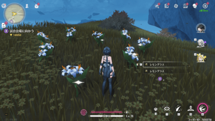 レモングラスの入手場所2