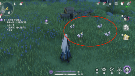 セイフンソウの入手場所