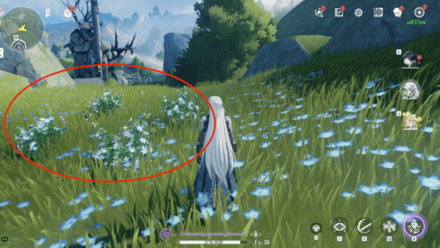 スイカズラの入手場所