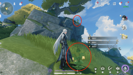 金鈴子の入手場所