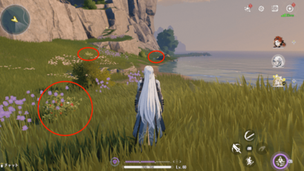 ミントの入手場所