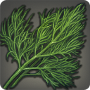 フェンネルの画像