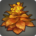 紅モコ草の画像