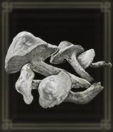 白肉キノコ画像