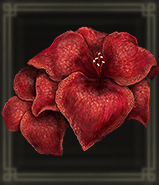 血のアマリリス画像