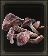 赤肉キノコ画像