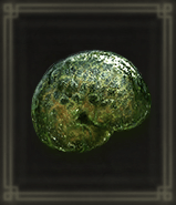 毒コケムシ画像