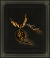 ほおずき虫画像