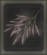 スピリットレーズン画像