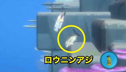 ロウニンアジ