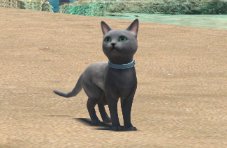 ブルーキャット