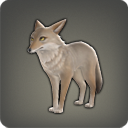 ショーティコヨーテのアイコン