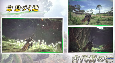 古代樹の森の画像2