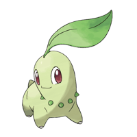 チコリータ画像