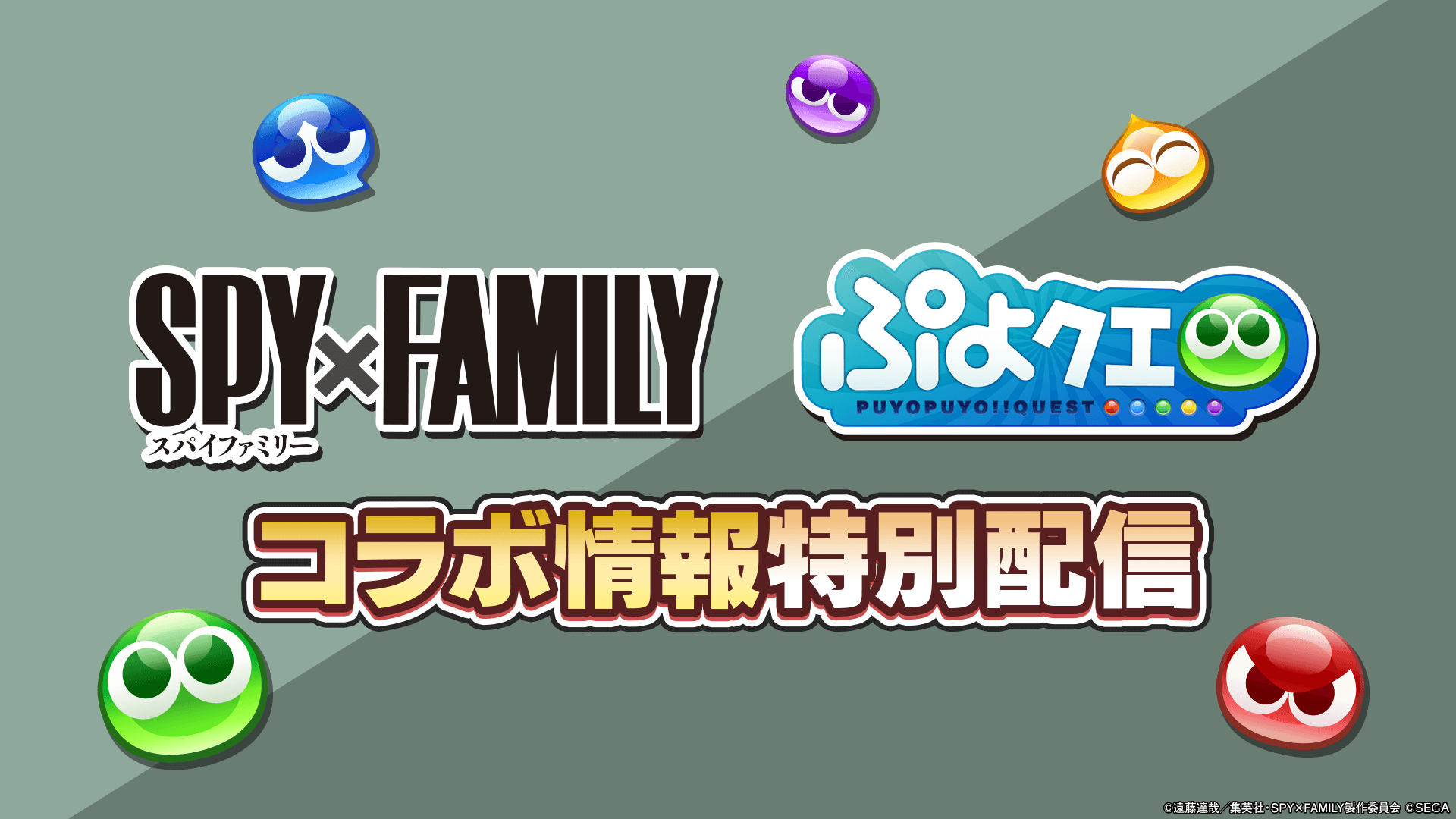 ぷよクエ『SPY×FAMILY』コラボ情報特別配信