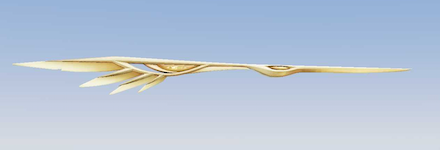 金羽の煌き画像