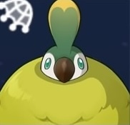 エリマキキジ画像
