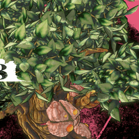 アレント・熱帯種画像