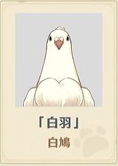 白鳩