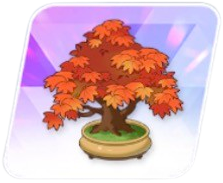 最高級の楓の盆栽画像