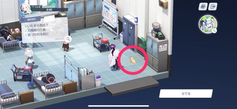 救急医学部室の猫