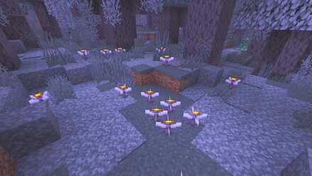 夜のアイブロッサム