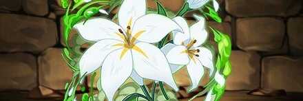 【12081】ドライアの花