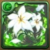 ドライアの花の画像