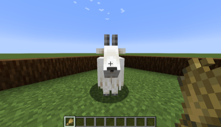 ヤギに小麦を与える