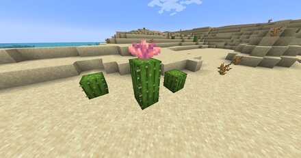 サボテンの花の追加