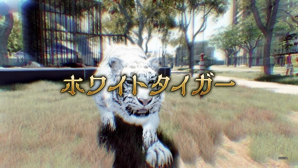 ホワイトタイガー