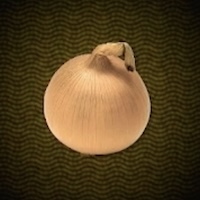 上質な玉ねぎ画像