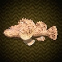 オニカサゴ画像