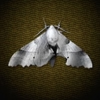 銀の蛾画像