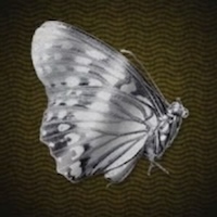 銀の蝶画像