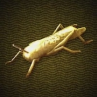 金のバッタ画像