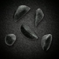 ハーブの種画像