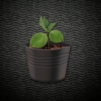 ジャガイモの苗画像