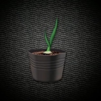 上質なにんにくの苗画像