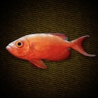 アベオベオ画像