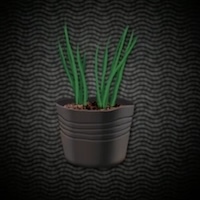 上質な玉ねぎの苗画像