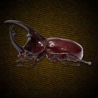 カブトムシ画像