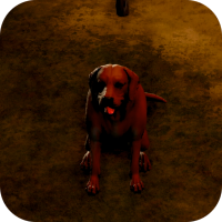 ハングリー画像